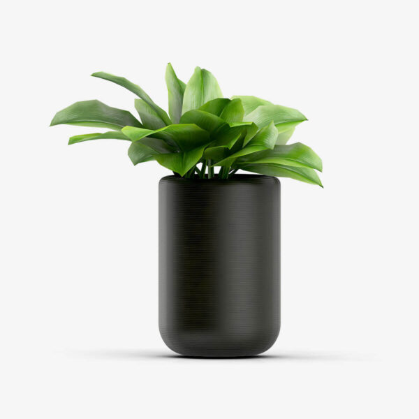 Bonsaï Emporium avec vase