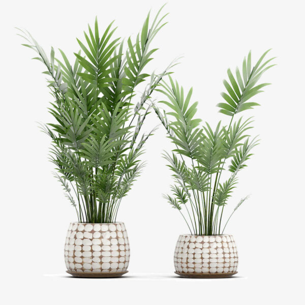 Set bonsaï Emporium Organic